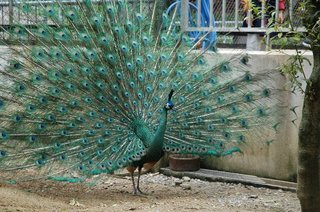 くじゃく 20060514zoo01.jpg