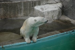しろくま しろくまさんはマッタリとしていました