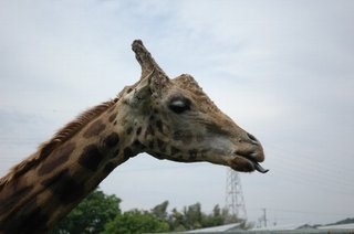 きりん タイミングによっては、キリンに間近で餌を与える事が出来ます