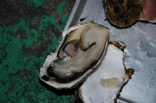 海辺の美人さんから