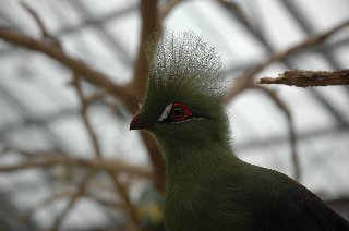 kachoen08.jpg