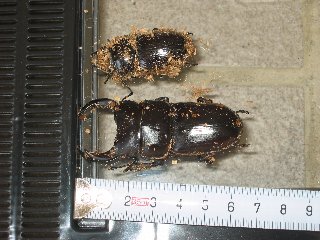 2003年9月オオクワガタ孵化